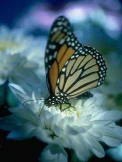 Butterly perched on a flower