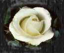 White rose