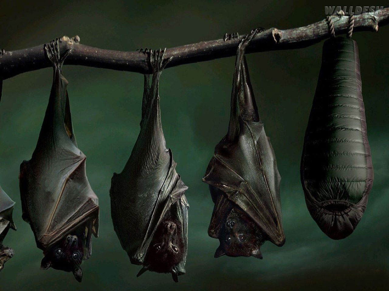 Row of bats hanging upside down.