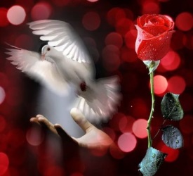 A dove holding a rose.