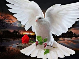 dove with a rose