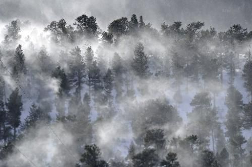 Wind in Trees