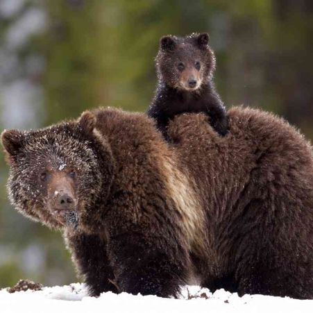 Grizzly Bears