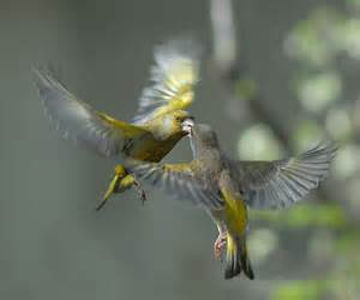 Kissing Sparrows