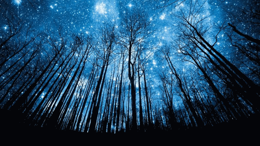 woods under a midnight sky