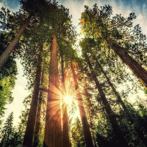 Sequoia trees with sunshine streaking through!