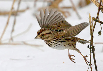 sparrow