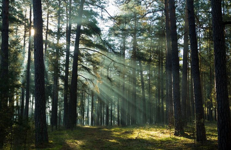 Sunlight strikes the ground through the trees.