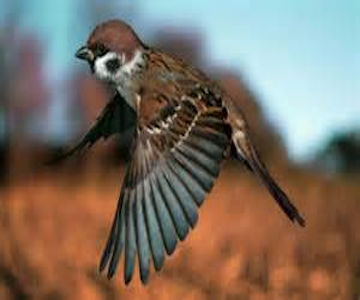 Tree Sparrow Flying