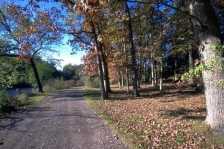 treeslong the road