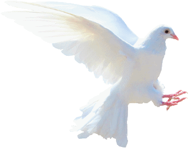 white dove flying