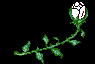 white blooming rose